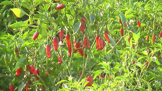 Pantanaw Chilli growing