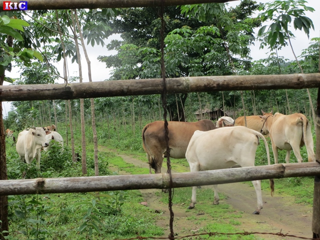 (ကောင်းမှုကျေးရွာမှ ရွာသားများ၏ အိမ်မွေးနွားများ)