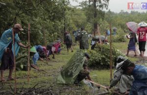 KNU နှင့် ဒေသခံလူထု စုပေါင်း၍ သစ်ပင်( ၂,ဝဝဝ)ကျော် စုပေါင်းစိုက်ပျိုး