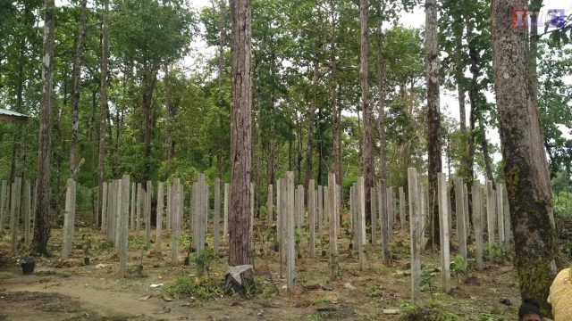 Forest1
