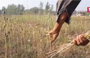 ကရင်ပြည်နယ်၊ ကြာအင်းဆိပ်ကြီးမြို့နယ်ထဲမှာ ဒီနှစ် နှမ်းအမျိုးအစားအလိုက် ဈေးနှုန်း ၁ သောင်းကျော် မြင့်တက်လာတာကြောင့် နှမ်းစိုက်တောင်သူတွေ စားဝတ်နေရေးအဆင်ပြေနေတယ်