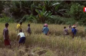 Rice Crop Harvest Drop In KNU Tha Thon District