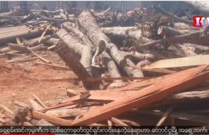 Karen News | Taw Oo Forest Environment is Threatened