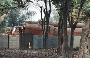 ကော့ကရိတ်-ကျိုက်ဒုံလမ်းတွင် သစ်တင်ကားများ ညစဉ်ဖြတ်သွားမှုကြောင့် လမ်းပျက်ပြီး လမ်းဘေးနေ ဒေသ ခံများအနှောင့်အယှက်ဖြစ်