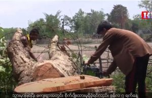 Karen News :မူးယစ်ဆေးဝါးအဖြစ် အသုံးမချဖို့ ဘိန်းစာပင်များကို ဖျက်ဆီးရန် KNPF စာထုတ်။
