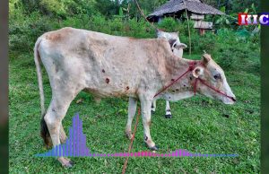 Radio Karen: Cattle Diseases Widespread in Karen State, Resulting Death