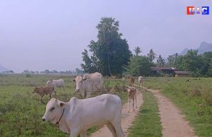 အာဝါဒေးပွဲပြန်လာသည့် BGF တပ်ဖွဲ့ကားတန်း မိုင်းဆွဲတိုက်ခိုက်ခံရ၍ (၅)ဦး ဒဏ်ရာရရှိ