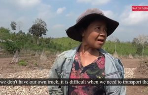 The Karen News | High Farming Costs and Market Access Closed – Cassava Farmers Struggle to Profit
