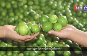 Despite lemons yield increase, price is too low for Kyainn Seik Kyi farmers