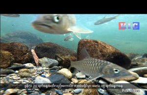 KNU Prohibit Any Kind of Fishing in Fish Spawning Season