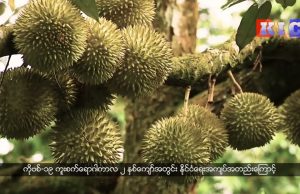 Durians are getting good prices in Karen State this year through online sellers