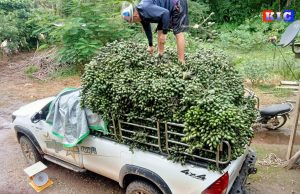 ကုန်ဈေးနှုန်းမြင့်တက်နေချိန် ကရင်ပြည်နယ် ကွမ်းသီးနု ဈေးနှုန်းကျဆင်း