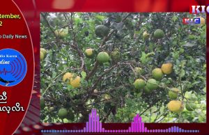 Ripe and yellow lemons are falling under the tree as there is no lemon market