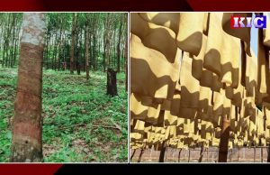 Myanmar’s rubber market is heading downwards as the decrease in global rubber prices