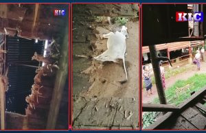 A house was damaged and 8 cows were dead due to artillery fired by BGF and military council