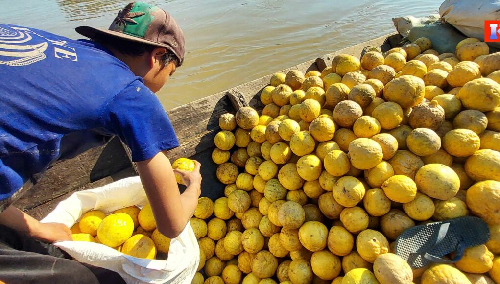 ရှောက်သီး၊ သံပုရာသီးစျေးကျ၍ ကြာအင်းဆိပ်ကြီးမြို့နယ်ရှိ စိုက်တောင်သူများ စားဝတ်နေရေးခက်ခဲလာနေ