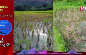 Many upland paddy farms were destroyed by the rice bug in KNU Mutraw District