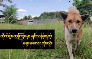 တိုက်ပွဲတွေကြားမှာ ရှင်သန်ခဲ့ရတဲ့ ခွေးမလေး လုံးလုံး