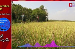 Due to heavy rains, paddy fields were destroyed in Pai Kyoung Township