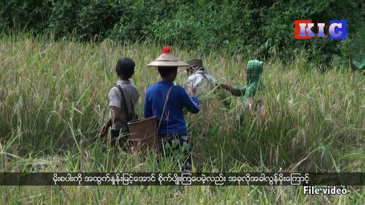 Destroyed Rice Late rainfall destroyed rice crops in Pai Kyone - ကေအိုင်စီ - KIC News