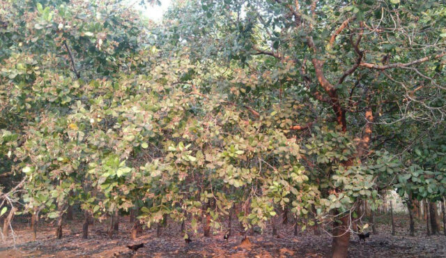 Cashewnut-2