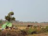 ကရင်နီပြည်နယ် ဒီးမောဆိုနှင့်ဖရူဆိုမြို့နယ်ရှိစစ်ဘေးရှောင်များ စားနပ်ရိက္ခာများလိုအပ်နေ