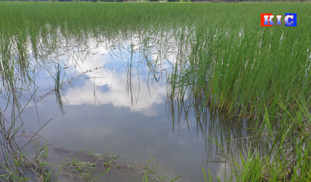 Rice seedlings