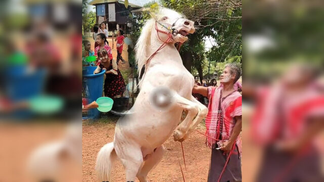 Horse