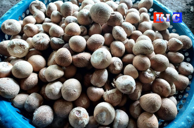 Betel nut