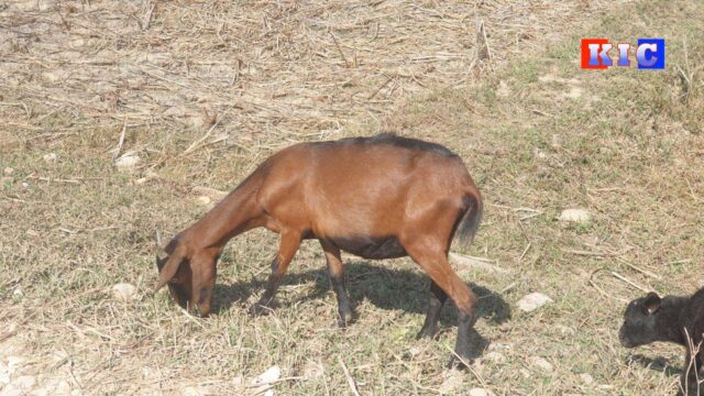 Goat-FFF