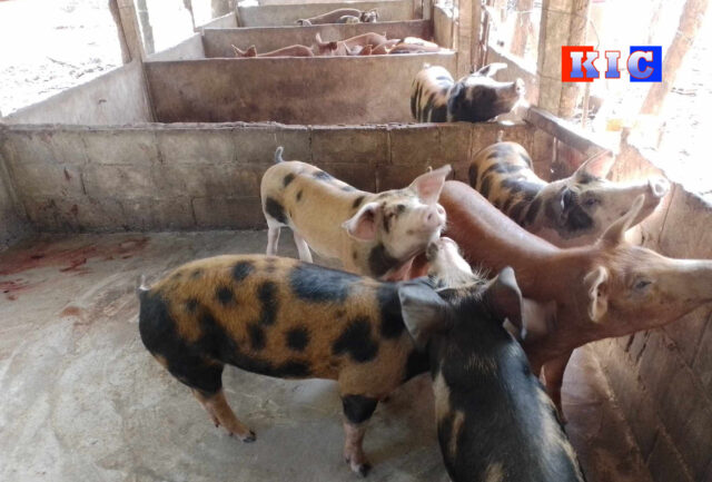 Pig