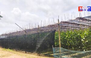 ကွမ်းရွက်ဈေးထိုးကျနေ၍ ညောင်တုန်း ကွမ်းခြံစိုက်သူများ အခက်ကြုံ