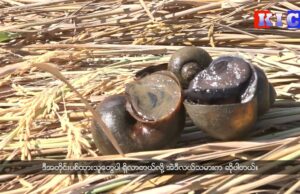 Farmers from Wakema and and Myaungmya townships are experiencing damage from golden snails.