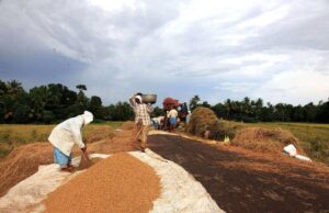 စပါးအရောင်းအဝယ်အေး၍ စပါးအစားထိုး သီးနှံပိုမိုစိုက်ပျိုးရန် စိုက်တောင်သူများ စဉ်းစားလာနေ