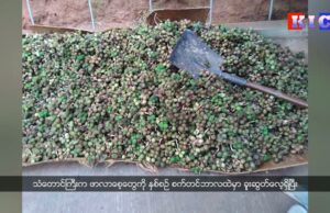 Farm owners in Than Taung Gyi town are worried due to no buyers in advance for cardamom seeds