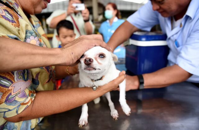Dog