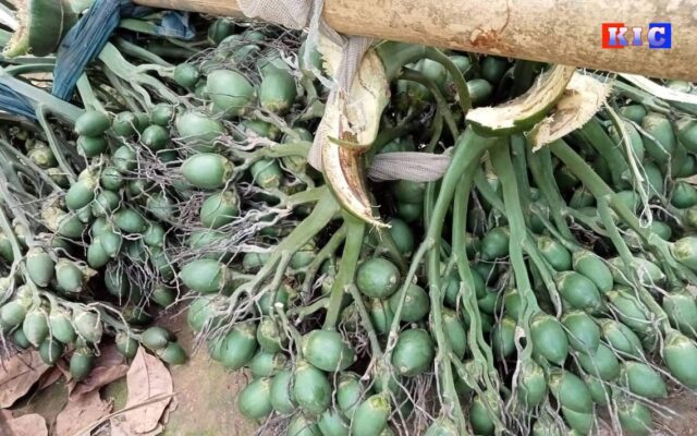Betel-nut