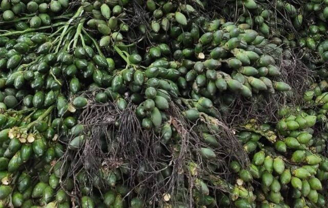 Betel nut1