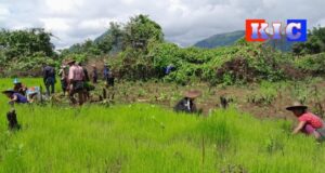 လက်နက်ကြီးရန်ကြောင့် လယ်ဒိုမြို့နယ်ရှိ စစ်ရှောင်တောင်သူများ လယ်စိုက်ရန် အခက်ကြုံနေရ