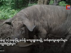 ကေအဲန်ယူ ဝင်းရေးမြို့နယ်ရှိ ကျေးရွာအချို့ ဝက်နာကျရောဂါများ ရွာလုံးကျွတ်ဖြစ်ပွား