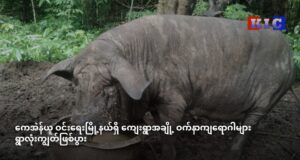 ကေအဲန်ယူ ဝင်းရေးမြို့နယ်ရှိ ကျေးရွာအချို့ ဝက်နာကျရောဂါများ ရွာလုံးကျွတ်ဖြစ်ပွား