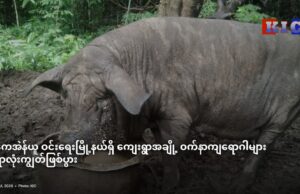 ကေအဲန်ယူ ဝင်းရေးမြို့နယ်ရှိ ကျေးရွာအချို့ ဝက်နာကျရောဂါများ ရွာလုံးကျွတ်ဖြစ်ပွား