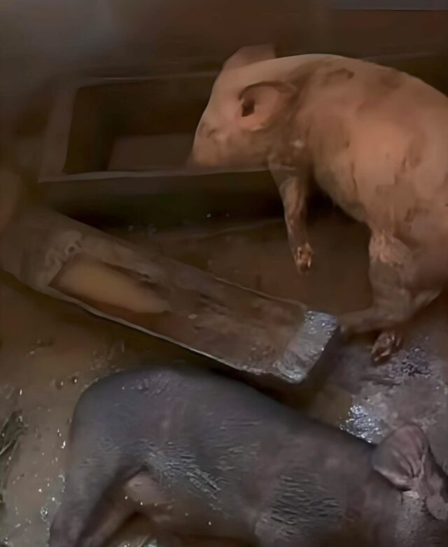 Pig