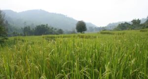 စပါးပိုးကျ၍ မူတြော်ခရိုင်အတွင်း မိုးစပါး ဧက(၁,၀၀၀)ကျော် ပျက်စီး