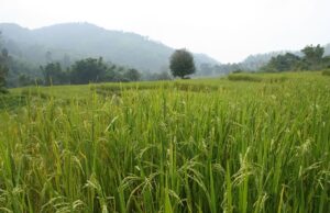 စပါးပိုးကျ၍ မူတြော်ခရိုင်အတွင်း မိုးစပါး ဧက(၁,၀၀၀)ကျော် ပျက်စီး