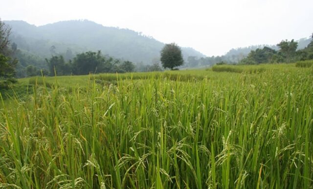 Rice